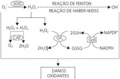 Figura 5. Esquema mostrando a atividade antioxidante da GPx sobre o peróxido de hidrogenio