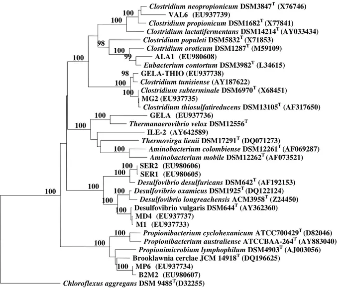 Figure  1.  Tree  constructed  using  Neighbour-Joining  method  (Jukes–Cantor  correction)  based  on  16S  rRNA  gene  sequences  showing the position of strains MP6, B2M2, GELA, ILE-2, SER1, SER2, MD4, M1, MG2, GELA-TIO, ALA1, VAL6 and some  related tax