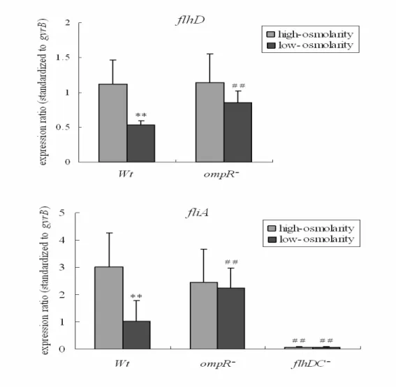 Figure 3.  Expression of flhD and fliA in the ompR mutant. 