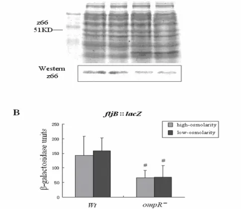 Figure 5. Translational expression of fljB:z66 in wild-type and ompR mutant strains.  