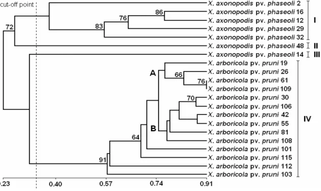 Figure 2. Dendrogram obtained by UPGMA method using Dice’s similarity coefficient from 21 Xanthomonas strains based on 123 polymorphic  AFLP markers