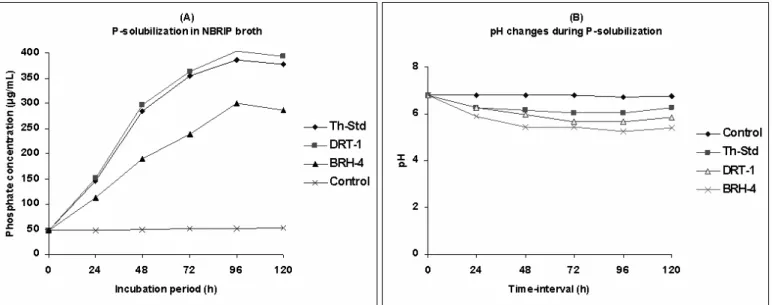 Figure 1.  Concentration of phosphate solubilized (A) by Th-Std, DRT-1 &amp; BRH-4 along with pH changes (B) during incubation  in NBRIP broth at different time intervals