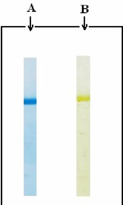 Figure 4.  NATIVE PAGE of the Proteus mirabilis  strain ATCC 29245. The purified cytochrome b was  run  on  NATIVE  PAGE  and  stained