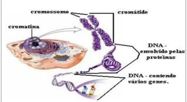 Figura 2.7 – Representação da relação entre a dupla hélice de ADN e os cromossomas e sua  localização no interior das células eucariotas  