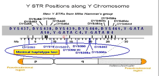 Figura 2.12 – Esquema da distribuição dos marcadores do STR ao longo do cromossoma Y  (retirado http://www.cstl.nist.gov/biotech/strbase/images/Y%20STR%20Positions.jpg adaptado)