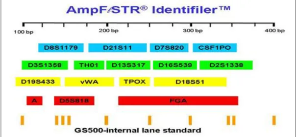 Figura  3.1  –  Representação  esquemática  dos  loci  STRs  amplificados  no  sistema  AmpFℓSTR® 