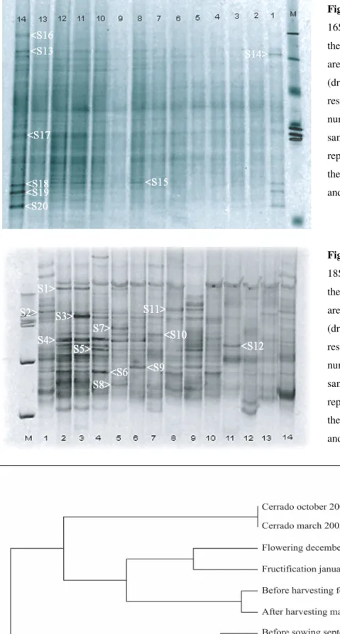 Figure  1.  DGGE  fingerprints  of  PCR-amplified  16S  rDNA  sequences.  M  -  1kb  ladder  following  the  samples  listed  in  table  2