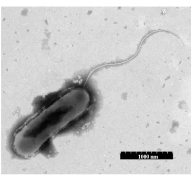 Figure  1.  Micrograph  of  the  strain  wax  under  transmission  electronic  microscope  showing  its  shape,  size,  and  position  of  flagellum 