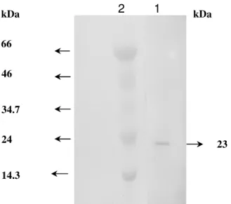 Figure  2.   SDS-PAGE  analysis  of  the  purified  xylanase  from  Bacillus  subtilis  ASH