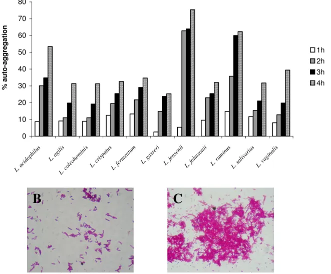 Figure  1.  Auto-aggregation  of  Lactobacillus  spp.  evaluated  in  a  4-hour  study  (A)  and  microphotographies  (magnification  of  1000x) showing specifically auto-aggregation of L