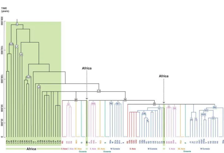 Figura  2  –  Representação  esquemática  da  filogenia  do  mtDNA.  Os  haplogrupos  africanos  estão  representados a verde e as outras áreas geográficas a diferentes cores