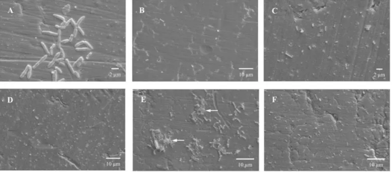Figure  2.  Scanning  electron  micrographs  showing  the  adherence  of  Listeria  monocytogenes  on  AISI  304  (#4)  stainless  steel  surface,  after  3  (A  and  B),  144  (C  and  D)  and  240  hours  (E  and  F)  of  contact  at  37  °C,  using  Try