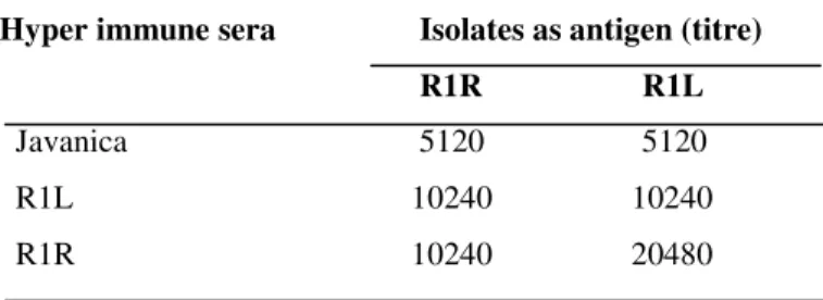 Table 2. MAT results of the hyper immune sera (HIS) of R1R  and R1L against the local circulating leptospiral serovar(s)  __________________________________________________ 