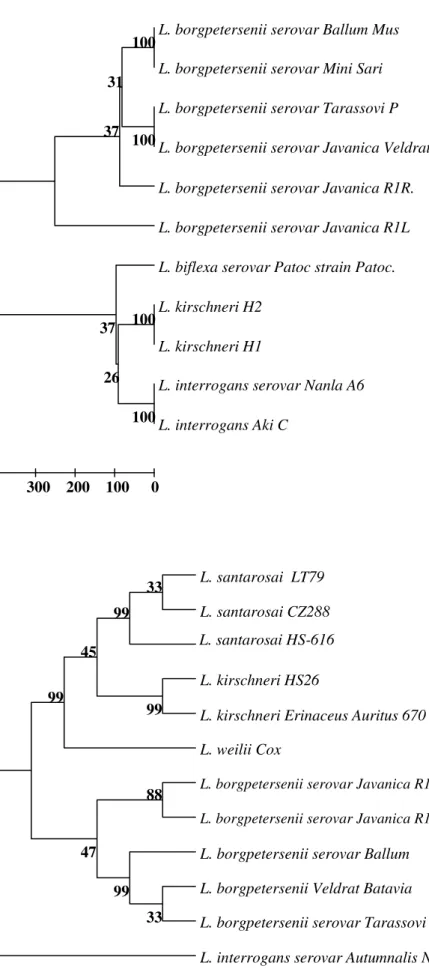 Figure  1.  Phylogenetic  pattern  for  16S  rRNA  sequences  of  leptospiral  isolates  (R1R  and  R1L)  in  comparison  with  sequences  of  representative  strains  from L