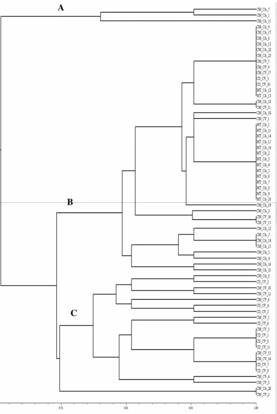 Figure  2.  Similarity  dendrogram  created from the morphophysiological  characterization data using the Simple  Matching  similarity  index  and  the  UPGMA  clustering  method
