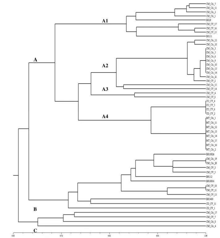 Figure  3.  Similarity  dendrogram  created  from  the  restriction  profiles  of  the  16S  rDNA  gene  of  the  isolates  using  the  Simple  Matching similarity index and the UPGMA clustering method