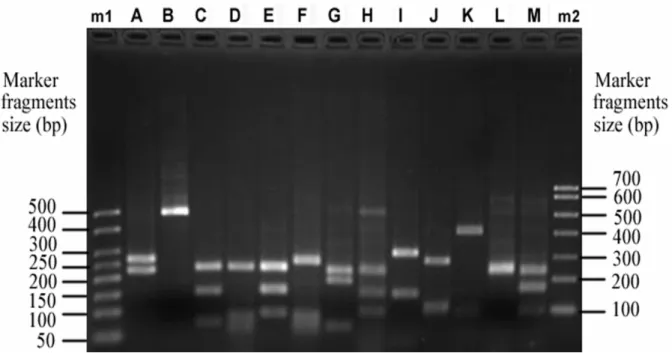 Figure  2.    Gel  with  different  MspI  restriction  patterns  of  analysed  amoA  clones  from  five  sites  in  March  2007
