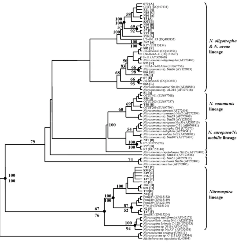 Figure 3.  amoA-based MP tree of the betaproteobacterial AOB. The clone sequences reported in this study are depicted in bold