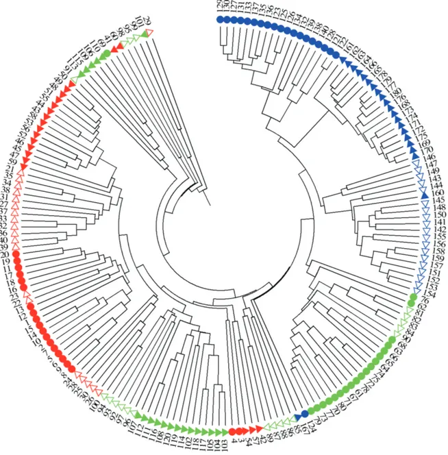 Figura 2.  Dendrograma gerado pelo programa MEGA4, com base na matriz genética de 467 bandas polimóricas  de RAPD, em 180 genótipos de caroá (Neoglaziovia variegata) coletados nos municípios baianos de Guanambi  (genótipos de 1 a 60), Juazeiro (genótipos d