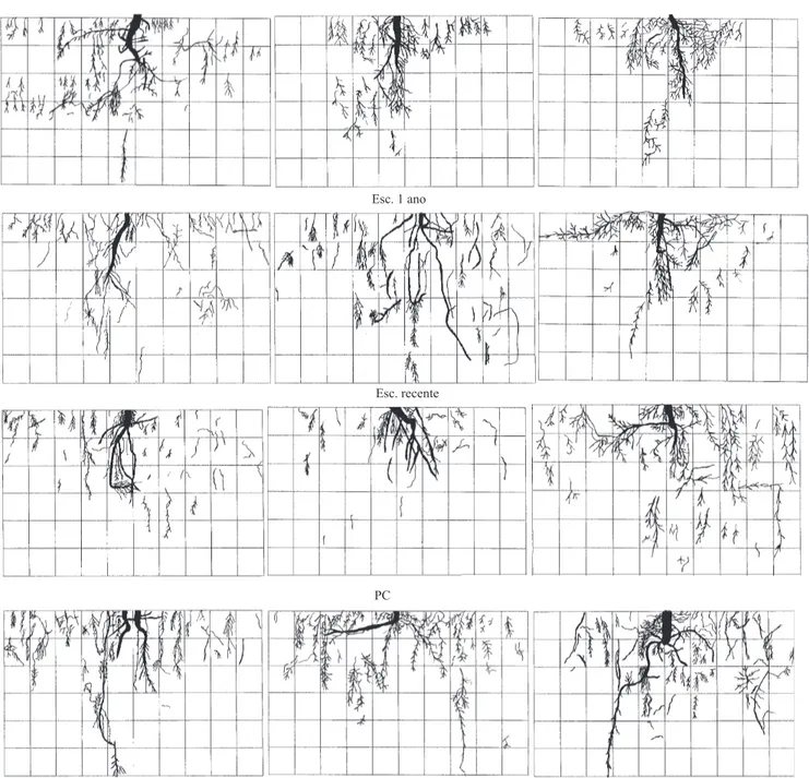 Figura 5. Distribuição do sistema radicular do feijoeiro no per! l (0,5x0,3 m), em diferentes sistemas de manejo do solo