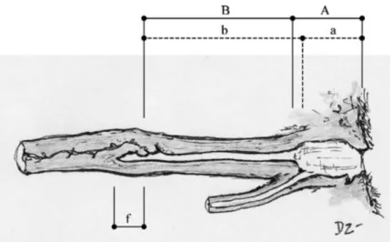 Figure  1.    From  Zambelli  and  Cunto  (2005).  Longitudinal  section  of  the  low  reproductive  tract  in  the  female  domestic cat (Felis catus)