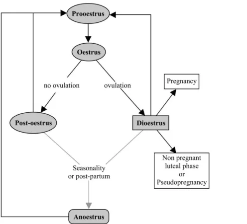 Figure 2. Schematic of the felids oestrous cycle (adapted from Johnston, Kustritz and Olson, 2001a)