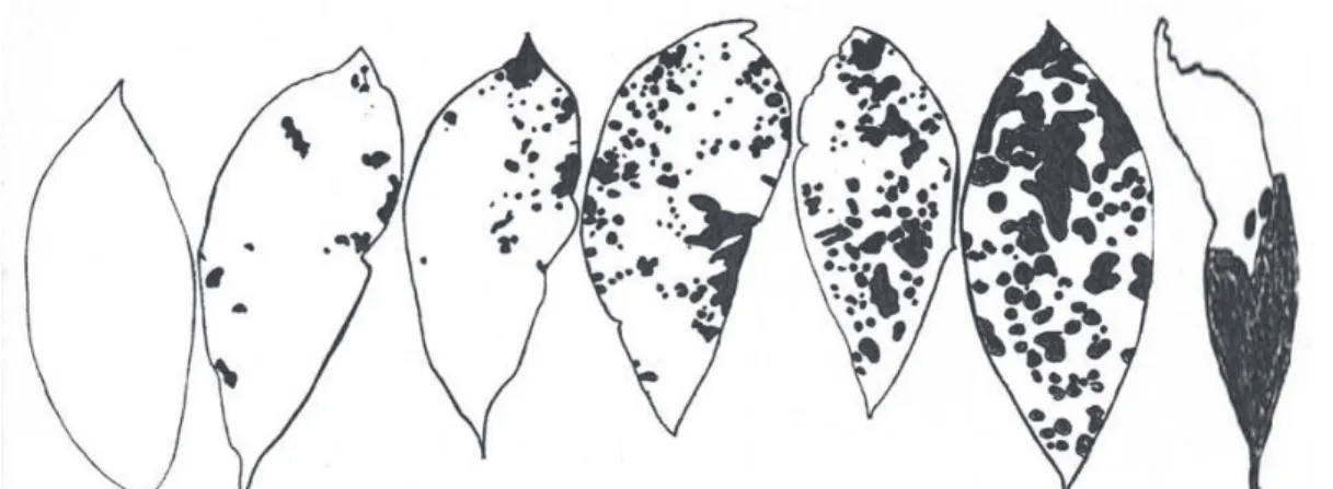 Figura 1. Escala diagramática de severidade do oídio (Oidium heveae Steinn.) em seringueira (Hevea spp.), onde a coloração escura representa a área recoberta pelo patógeno
