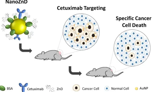 Figure 1. Schematic representation of the NanoZnD strategy. The gold nanoparticle (AuNP) core is  covered by polyethylene glycol (PEG) for improved biocompatibility and stability in complex media; 