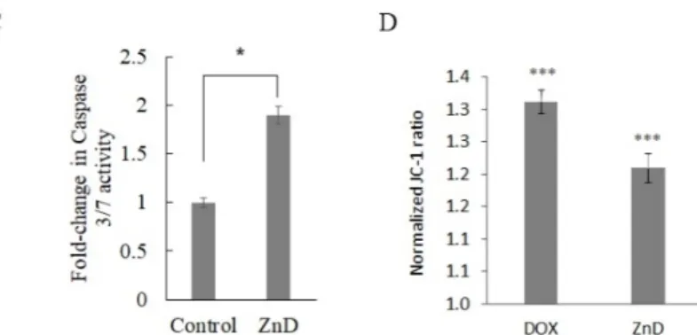 Figure 2. Evaluation of cell death mechanisms. (A) Morphological alterations observed after nuclei  staining with DNA-specific dye Hoechst 33258 in HCT116 cells exposed to ZnD (IC 50 ; 0.217 μM) (A1)  for 48 h compared to vehicle control (sterile water, A2