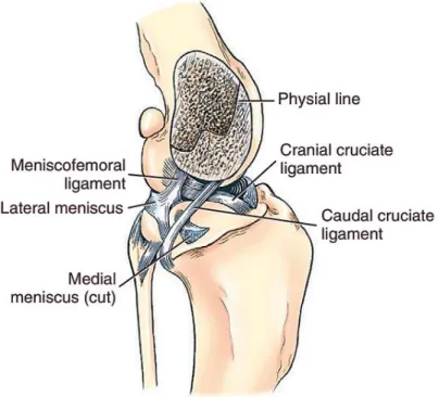 Figure 5 Cruciate and meniscal ligaments of the stifle, medial aspect (Evans &amp; de Lahunta 2013)