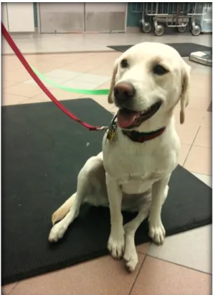 Figure 8 Dog with positive &#34;sit test&#34;: the leg is abducted and stifle flexion is reduced (Benjamino 2012)  After determining which limb is primarily affected, the examination of that limb should be saved for  last and should start with the least st