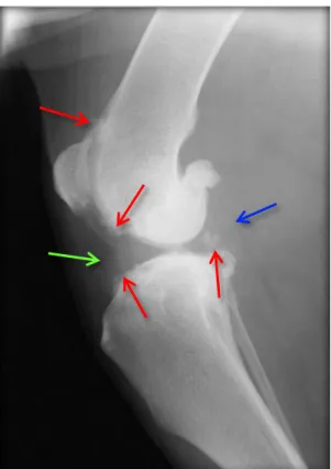 Figure 11 Mediolateral radiographic image of a stifle joint with chronic CrCL rupture