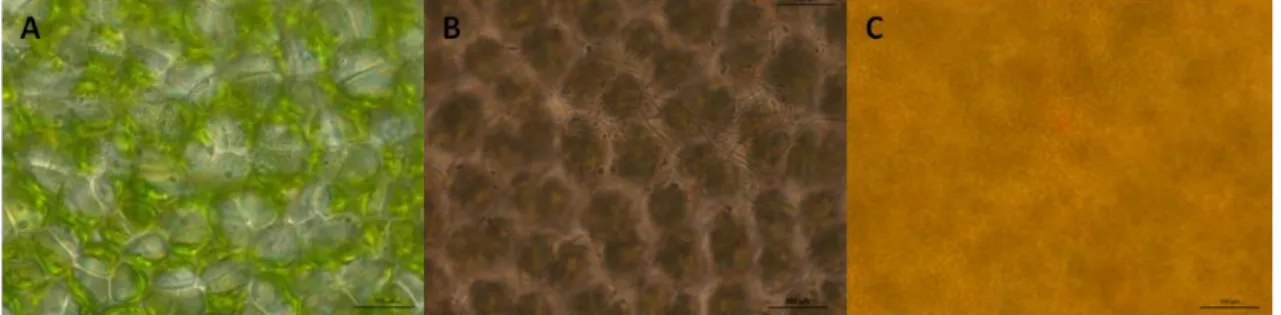 Figure 3 - Microbial biofilm obtained through optical microscopy (OM) in each macroalgae