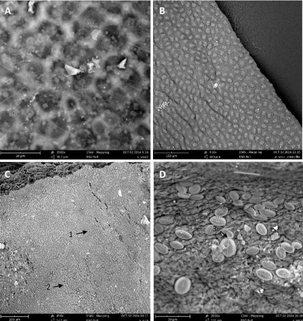 Figure 4 – Observation of the microbial biofilm, by scanning electron microscopy (SEM), associated to the macroalgae