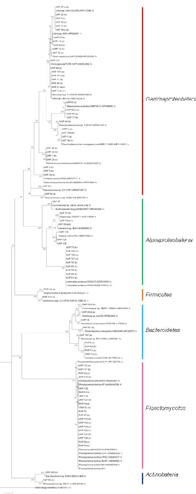 Figure  6  ─  Phylogenetic  16SrRNA  gene  tree  generated by maximum-likelihood analysis based in  General  Time  Reversible  model  and  Gamma  distributed  with  Invariant  sites  (G+I)  indicating  the  relationship  of  the  bacteria  isolated  from  