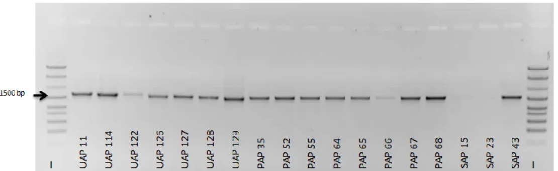 Figure  7  – Electrophoretic gel showing the 16S rRNA gene amplification in some bacteria isolated from Ulva  sp., P