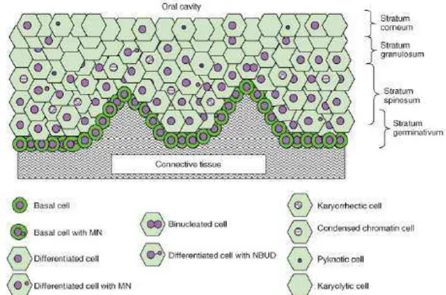 Figura 2. Esquema da cavidade oral com diferenciação dos tipos celulares (normais e mortes)  e biomarcadores de instabilidade genômica detectados pelo método teste do micronúcleo bucal  BMCyt (Thomas et al., 2009)