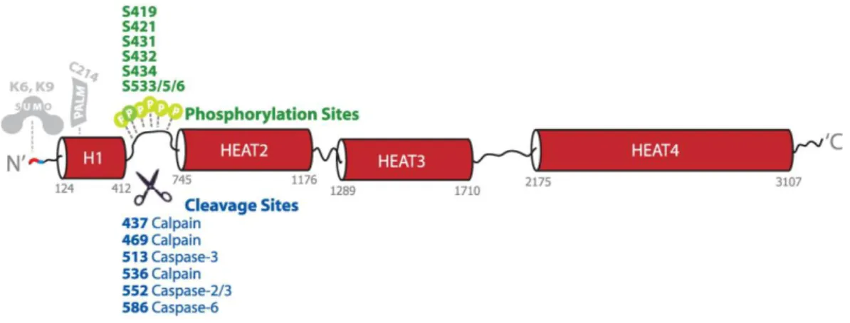 Figure 1.4. Schematic diagram of Htt. Htt is predominantly composed of HEAT repeats that comprise  four  major  HEAT  domains  (red  barrels)