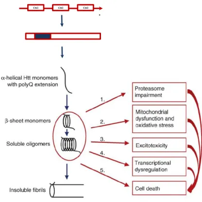 Figure 1.5. Model of pathogenic  mechanisms in HD. Huntingtin proteins  with >35  glutamine repeats  fold into β-sheet structures