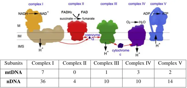 Figure 1.6. Energy production through the coupling of  MRC with OXPHOS in the  mitochondria