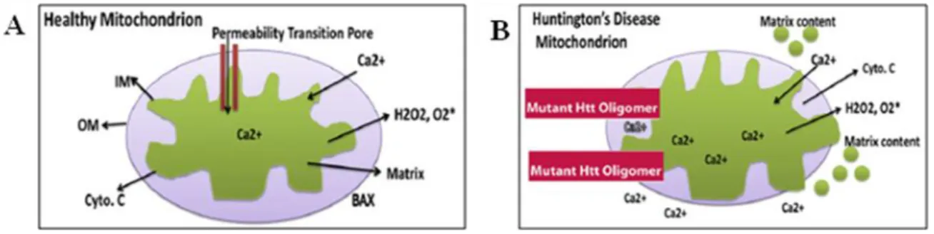 Figure 1.7.Mitochondrial Ca 2+  buffering capacity. A) In healthy mitochondria, the inner mitochondrial  membrane provides a highly efficient barrier to ionic flow and protects mitochondria from toxic insults B)  Excess mitochondrial Ca 2+  load may open t