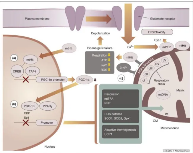 Figure  1.8.  mHtt  and  mitochondrial  dysfunction  in  HD.  Representative  direct  and  indirect  mechanisms involving mHtt and mitochondria