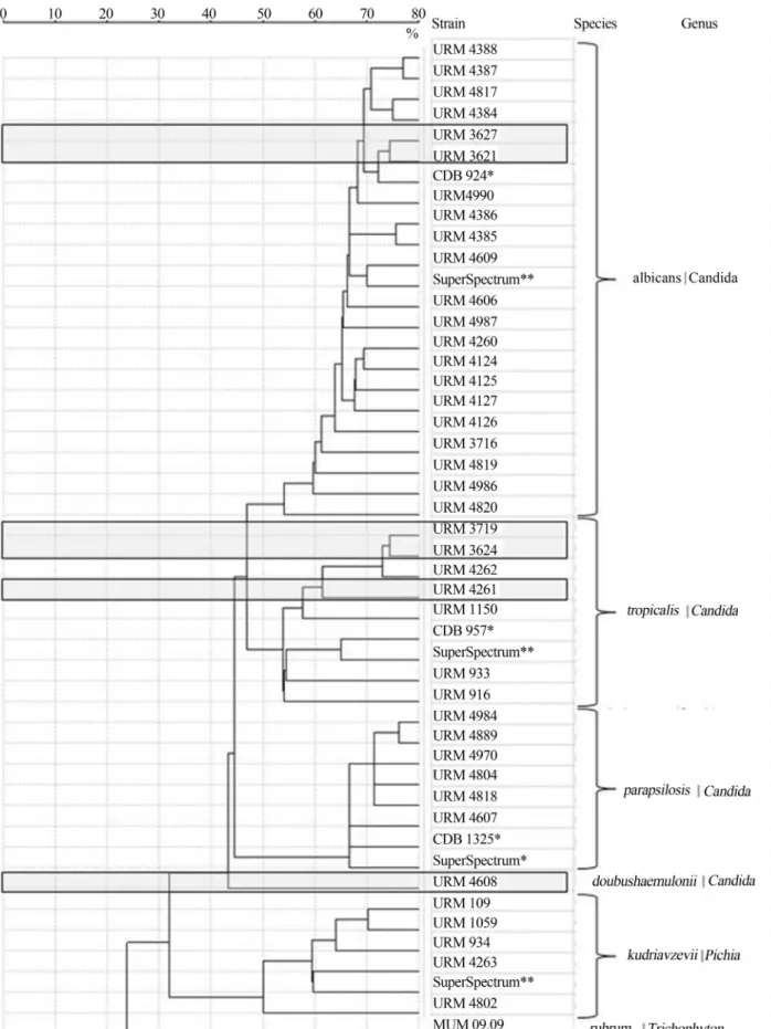 Figure 1 - MALDI-TOF spectra based dendrogram of yeast isolates evaluated in this work