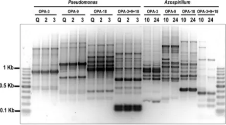 Figure 1 - RAPD analysis of Azospirillum and Pseudomonas (P. putida group) isolates. RAPD amplified products separated on 2.5% agarose gel and stained with GelRed ® 