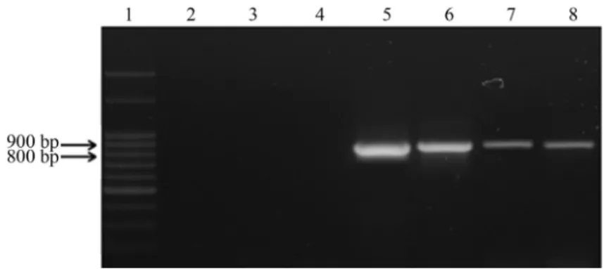 Table 1 - Molecular detection of the gene req_39680 and phenotypic ex- ex-pression of efflux mechanism in agar containing EtBr in clinical, feces and soil R