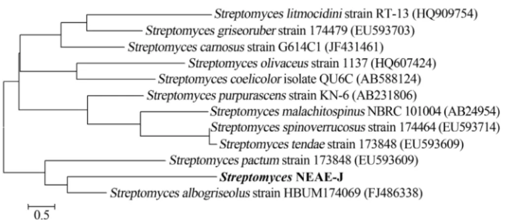 Figure 4 - Neighbour-joining phylogenetic tree based on 16S rRNA gene sequences, showing the relationships between strain NEAE-J and related spe- spe-cies of the genus Streptomyces