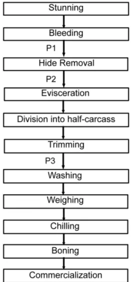 Figure 1 - Flowchart of the slaughter line at the Brazilian slaughterhouse: