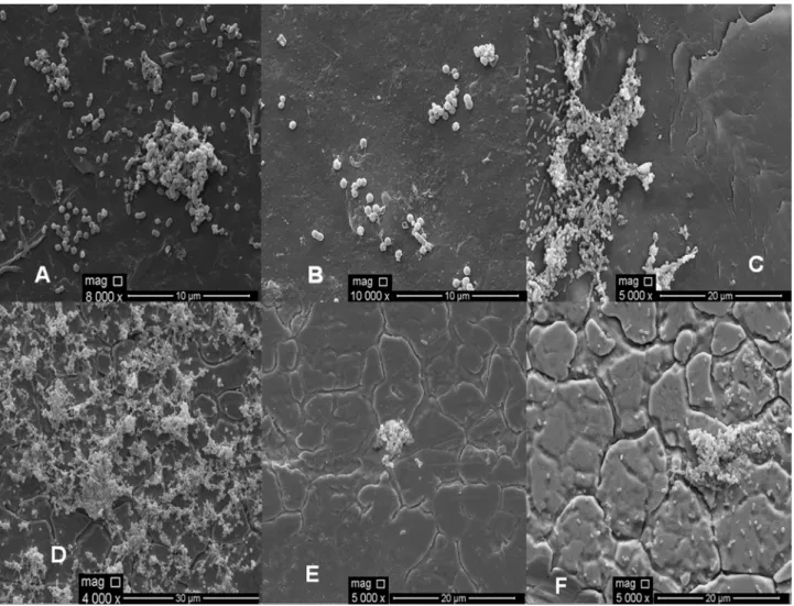 Figure 4 - Scanning electronic microphotography of S. aureus S3 cells adhered on polypropylene (A, B, C) and stainless steel (D, E, F) when incubated in meat-based broth at 28 °C for 15 days, after the application of water (A, D - control), peracetic acid 