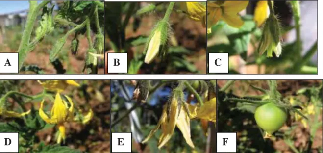 Figura 8 – Ciclo de desenvolvimento da flor de tomate (Lycopersicum esculentum Mill.), de  botão até o fruto formado