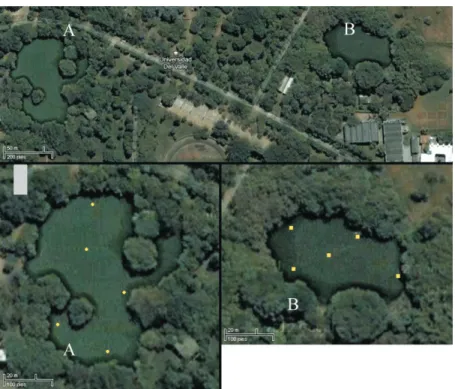 Figure 1 - Satellite image of the lakes and location of the sampling sites. Central Lake (A); Estación Lake (B)